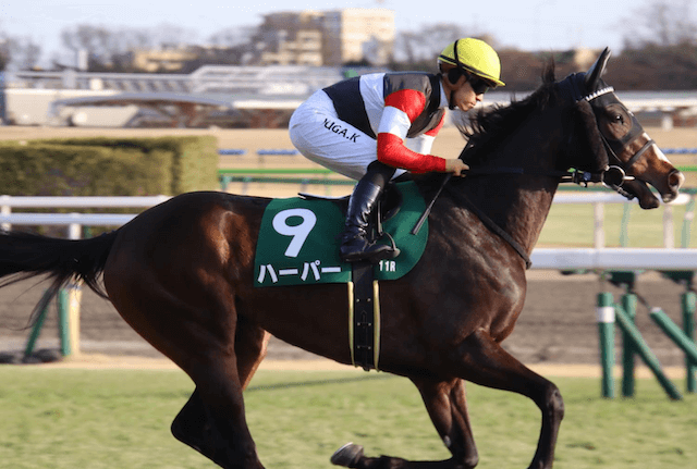 ハーパーという競走馬の競走成績を紹介する画像