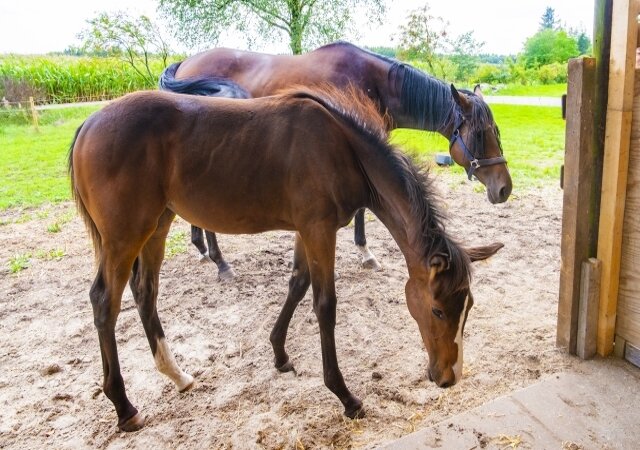 競馬の血統画像