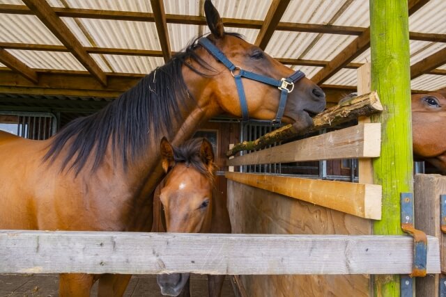 競馬の血統を紹介するコラムのサムネイル画像