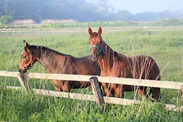 競馬の血統とはなにかを紹介する画像