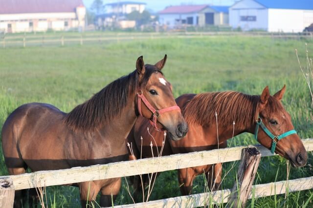 競馬の血統の三大始祖を紹介する画像