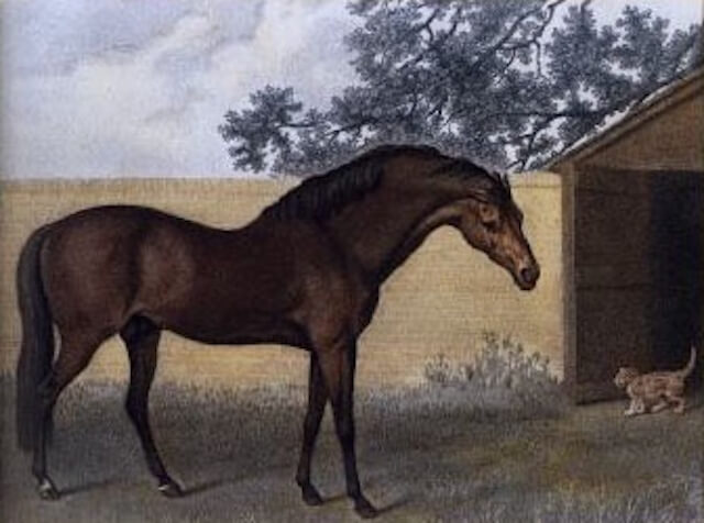 競馬の血統の三大始祖の1つゴドルフィンアラビアンを紹介する画像