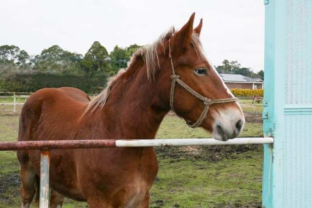 競馬のサラブレッドとはどういうことかを紹介する画像